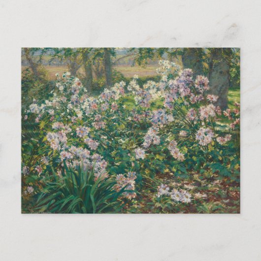 Carte Postale Fleurs de vent par Ruger Donoho Fleur sauvage de p (Devant)