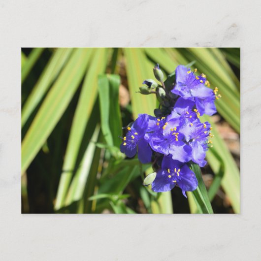 Carte Postale Fleurs de verdure vibrantes (Devant)
