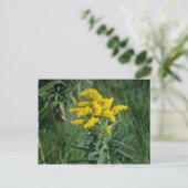 Carte Postale fleurs de verge d'or jaune (Solidago Sp.) (Debout devant)