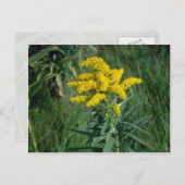Carte Postale fleurs de verge d'or jaune (Solidago Sp.) (Devant / Derrière)