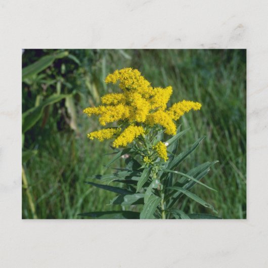 Carte Postale fleurs de verge d'or jaune (Solidago Sp.) (Devant)