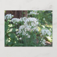 Fleurs de vises
