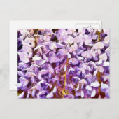 CARTE POSTALE FLEURS DE WISTERIA (Devant / Derrière)