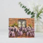 CARTE POSTALE FLEURS DE WISTERIA (Debout devant)