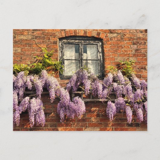 CARTE POSTALE FLEURS DE WISTERIA (Devant)