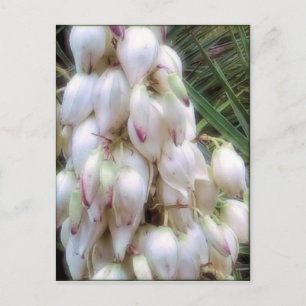 Carte Postale Fleurs de Yucca Bayonet en Espagne