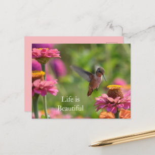 Carte Postale Fleurs de Zinnia Rose Colibri (photo par moi)