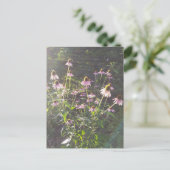 Carte Postale Fleurs d'échinacée au soleil (Debout devant)