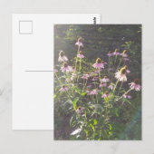 Carte Postale Fleurs d'échinacée au soleil (Devant / Derrière)