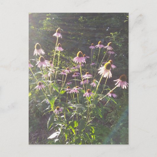Carte Postale Fleurs d'échinacée au soleil (Devant)