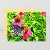 Carte Postale Fleurs d'échinacées roses à queue noire (Devant / Derrière)