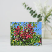Carte Postale Fleurs d'Erythrina rouge vibrantes (Debout devant)
