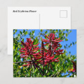 Carte Postale Fleurs d'Erythrina rouge vibrantes (Devant / Derrière)