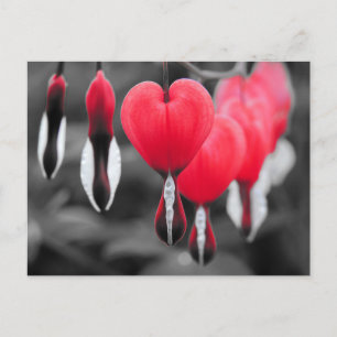Carte Postale Fleurs des Coeurs Saignants