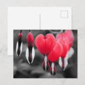 Carte Postale Fleurs des Coeurs Saignants (Devant / Derrière)