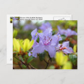 Carte Postale Fleurs des Highlands écossais (Devant / Derrière)