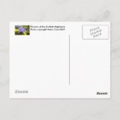 Carte Postale Fleurs des Highlands écossais (Dos)