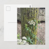Carte Postale Fleurs d'été (Devant / Derrière)
