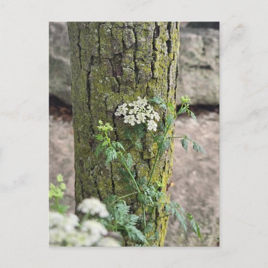 Carte Postale Fleurs d'été (Devant)