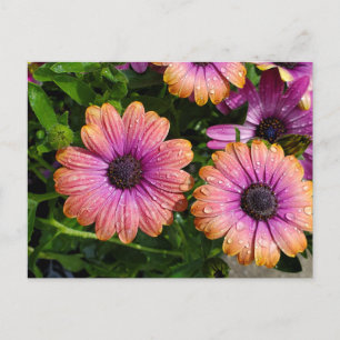 Carte postale fleurs d'été