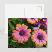 Carte postale fleurs d'été (Devant / Derrière)