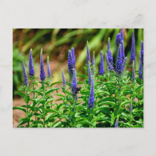 Carte Postale Fleurs d'étoile violette