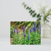 Carte Postale Fleurs d'étoile violette (Debout devant)