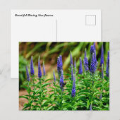 Carte Postale Fleurs d'étoile violette (Devant / Derrière)