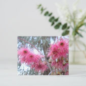 Carte Postale Fleurs d'eucalyptus roses (Debout devant)