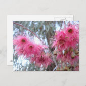 Carte Postale Fleurs d'eucalyptus roses (Devant / Derrière)