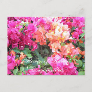 Carte Postale Fleurs d'Hawaï