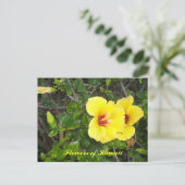 Carte Postale Fleurs d'Hibiscus d'Hawaï (Debout devant)
