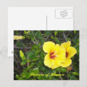Carte Postale Fleurs d'Hibiscus d'Hawaï (Devant / Derrière)