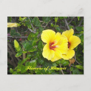 Carte Postale Fleurs d'Hibiscus d'Hawaï