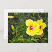 Carte Postale Fleurs d'Hibiscus d'Hawaii (Devant / Derrière)