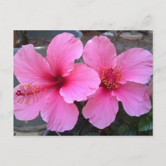 Carte Postale Fleurs d'Hibiscus roses (Devant)