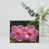 Carte Postale Fleurs d'Hibiscus roses (Debout devant)