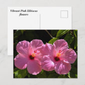 Carte Postale Fleurs d'Hibiscus roses (Devant / Derrière)