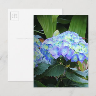 Carte Postale Fleurs d'Hortensias Bleus Photographie de Fleurs N