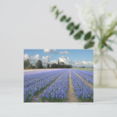 Carte Postale Fleurs d'Hyacinthe Bleues dans un champ Hollande (Debout devant)