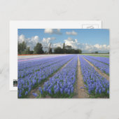 Carte Postale Fleurs d'Hyacinthe Bleues dans un champ Hollande (Devant / Derrière)