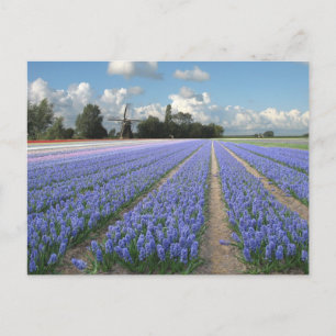Carte Postale Fleurs d'Hyacinthe Bleues dans un champ Hollande