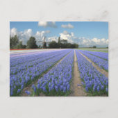 Carte Postale Fleurs d'Hyacinthe Bleues dans un champ Hollande (Devant)