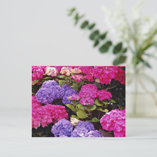 Carte Postale fleurs d'Hydrangea (Debout devant)