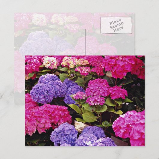 Carte Postale fleurs d'Hydrangea (Devant / Derrière)