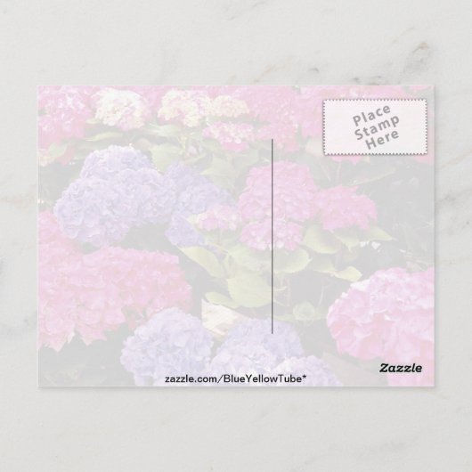 Carte Postale fleurs d'Hydrangea (Dos)