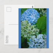 Carte Postale Fleurs d'Hydrangée (Devant / Derrière)