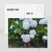 Carte Postale Fleurs d'Hydrangée Bleue dans le jardin d'été (Devant / Derrière)