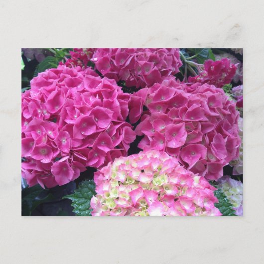 Carte Postale Fleurs D'Hydrangée Rose Clair (Devant)