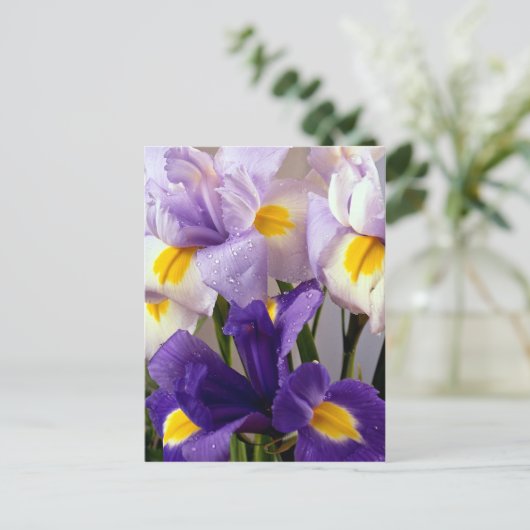 Carte Postale Fleurs d'Iris (Debout devant)